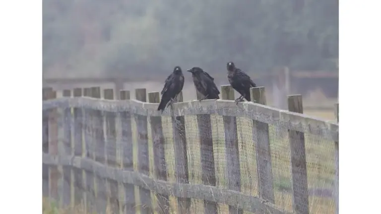 3 razones por las que tu vecino cuelga botellas de plástico en su valla (y por qué tú también deberías hacerlo)