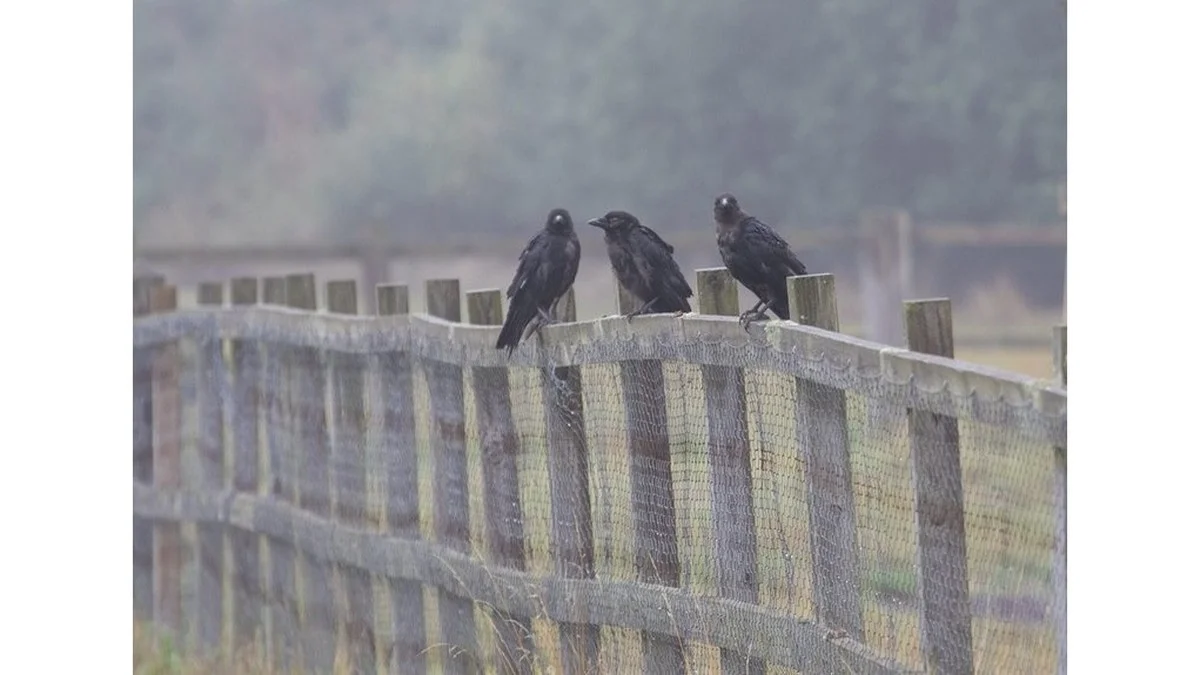 3 razones por las que tu vecino cuelga botellas de plástico en su valla (y por qué tú también deberías hacerlo)