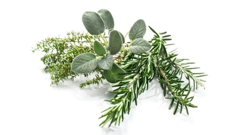 7 hierbas italianas que transforman tu cocina de 'normal' a 'ristorante'