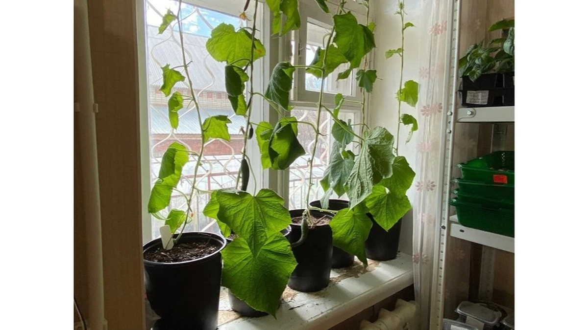 Agurkai auga stiprūs ir vešlūs palangėje su šiuo eliksyru: pamirškite plonus stiebus