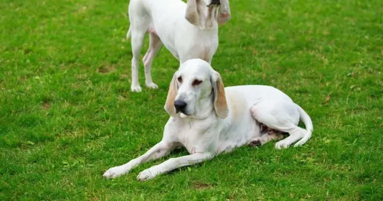 Billy: El perro noble que necesitas conocer si buscas un compañero de caza excepcional