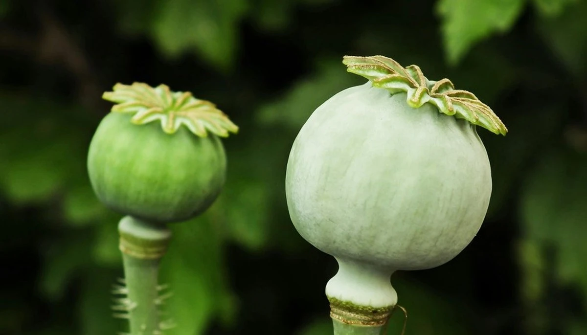 Calendario de siembra de febrero: la guía precisa para evitar que tus plántulas mueran