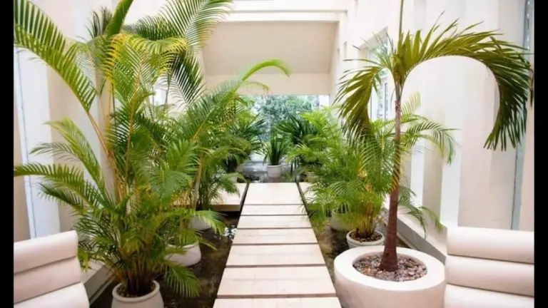 Convierte tu hogar en un oasis tropical: 4 palmeras fáciles de cuidar que transforman tu espacio