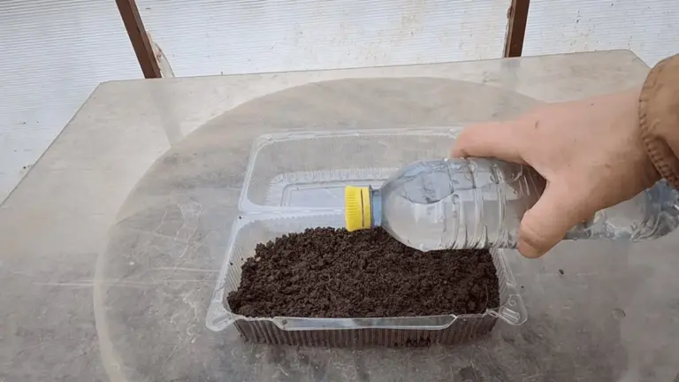 Crea mini-invernaderos caseros en 5 minutos y obtén plántulas en 3 días: tus amigos te pedirán el secreto