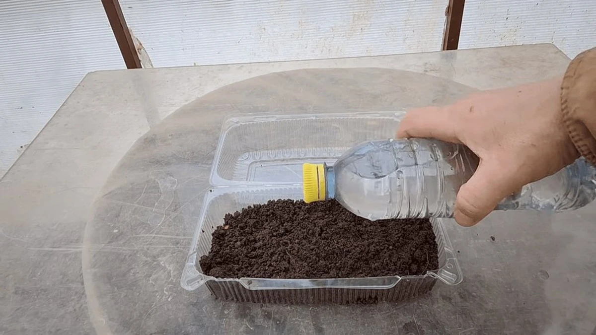 Crea mini-invernaderos caseros en 5 minutos y obtén plántulas en 3 días: tus amigos te pedirán el secreto