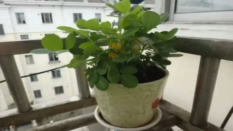 Cultiva cacahuetes en tu ventana: El método infalible para que crezcan perfectamente