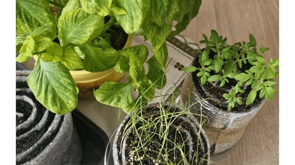 El método "caracol" para semilleros: mi secreto para 2026 y por qué nunca volveré a usar macetas