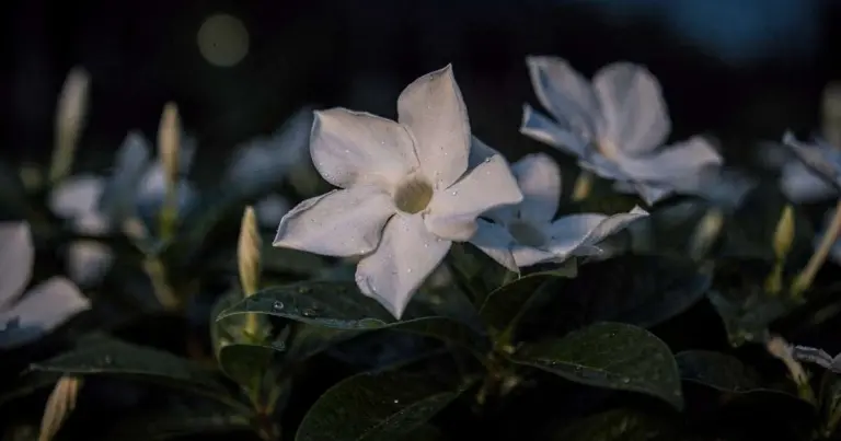 El perfume secreto del atardecer: la flor nocturna que conquista tu jardín