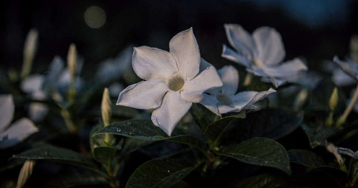 El perfume secreto del atardecer: la flor nocturna que conquista tu jardín