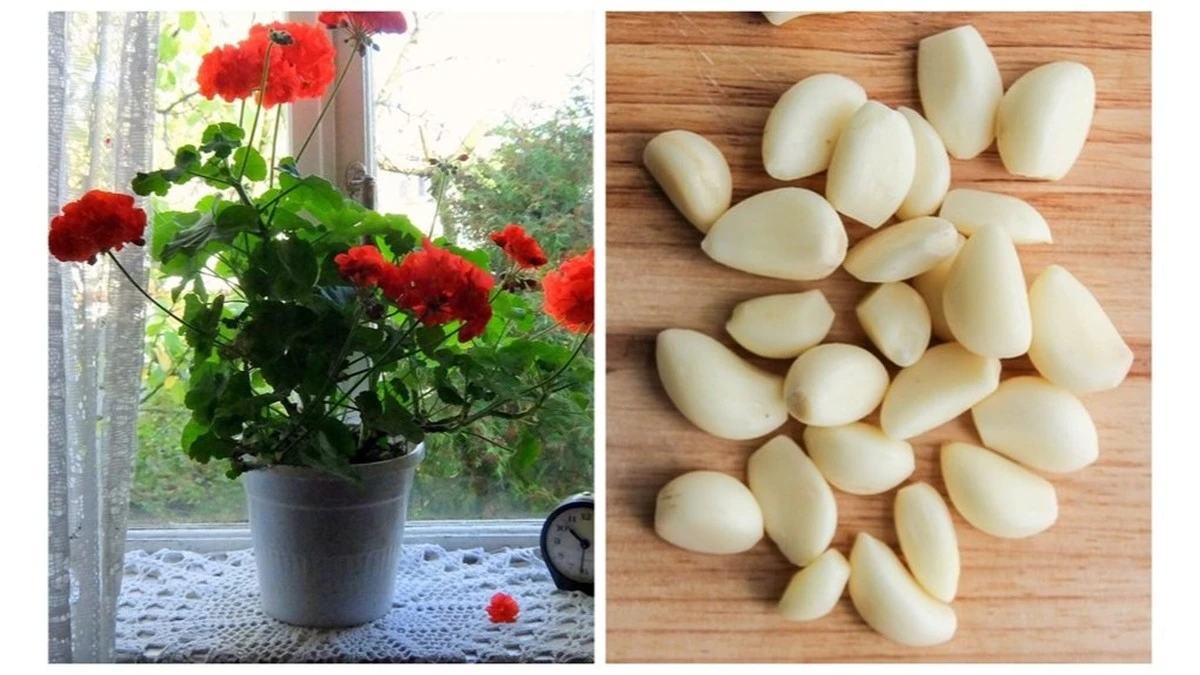 El secreto del ajo para plantas de interior: adiós plagas y crecimiento débil