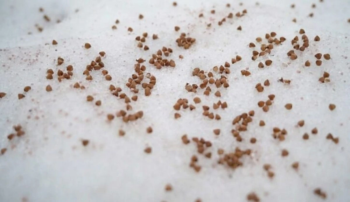 El truco de la abuela: dos granos sobre la nieve que doblan tu cosecha en primavera