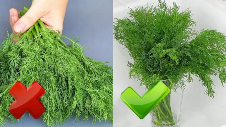 Hierbas frescas por 3 semanas: el truco de chef que te ahorrará dinero