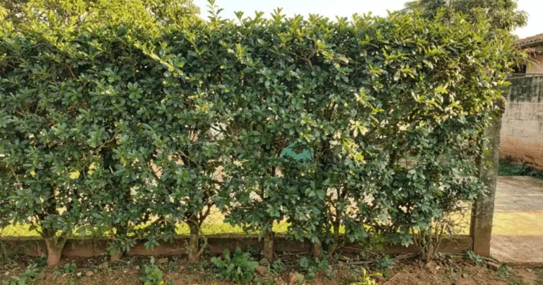 La planta "milagrosa" que adorna tu patio, te protege del sol y alimenta tu familia en meses