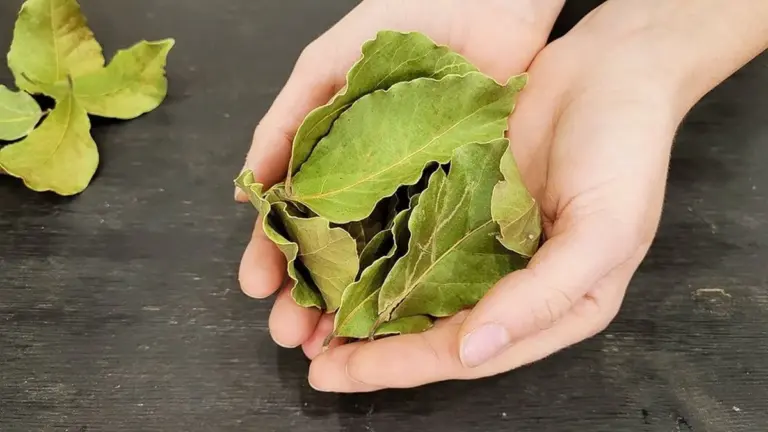Mezclé 4 hojas de laurel con bicarbonato de sodio y esto es lo que pasó con mis camisetas