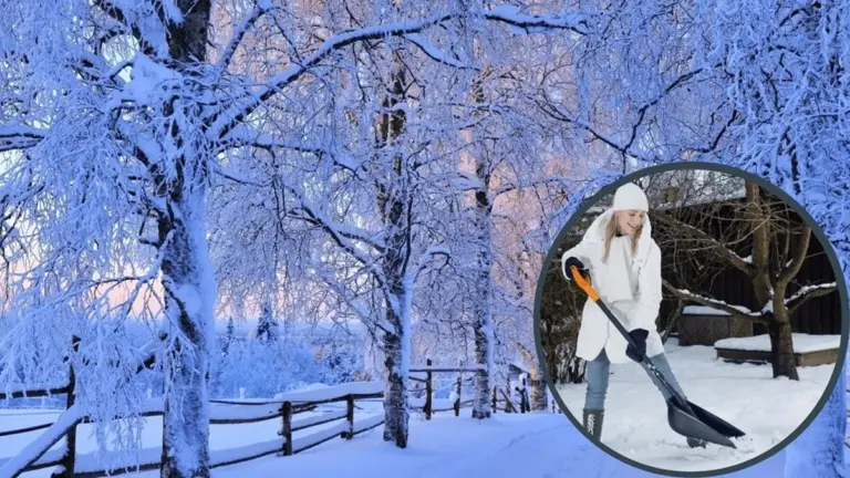 Por qué los jardineros experimentados no quitan la nieve de sus bancales: los resultados de primavera hablan por sí mismos