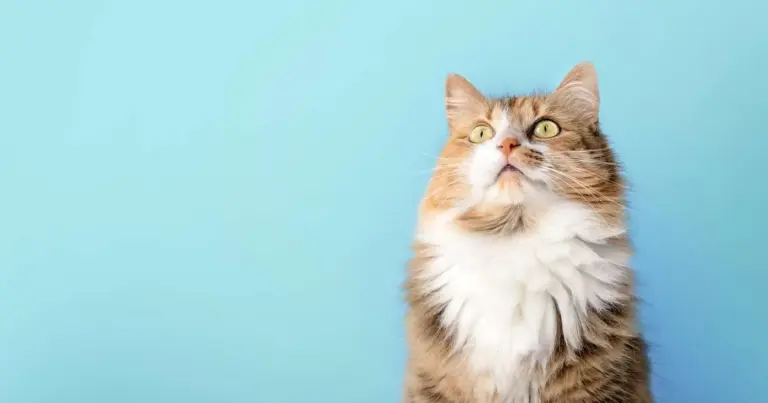 Por que seu gato fita o vazio por minutos? A lógica surpreendente por trás desse mistério felino