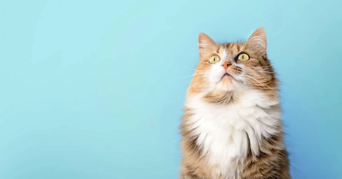 Por que seu gato fita o vazio por minutos? A lógica surpreendente por trás desse mistério felino