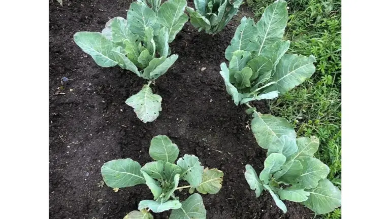 Por qué tus coles se ponen a florecer y el truco para salvar tu cosecha
