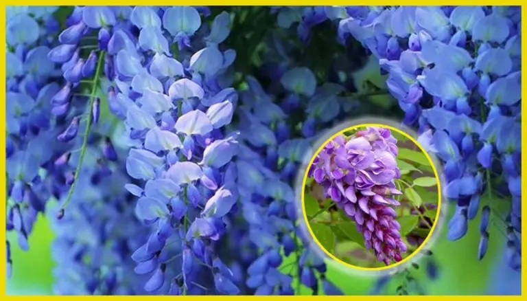 Transforma tu valla aburrida en un oasis de flores: el secreto que envidiarán tus vecinos