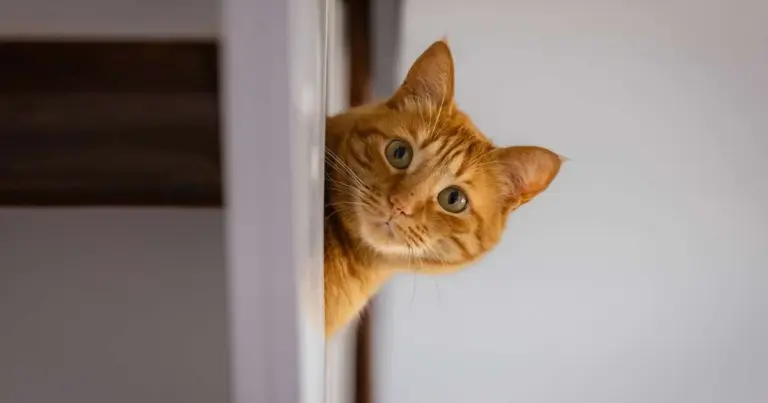 ¿Tu gato realmente reconoce su nombre? La ciencia tiene la respuesta definitiva