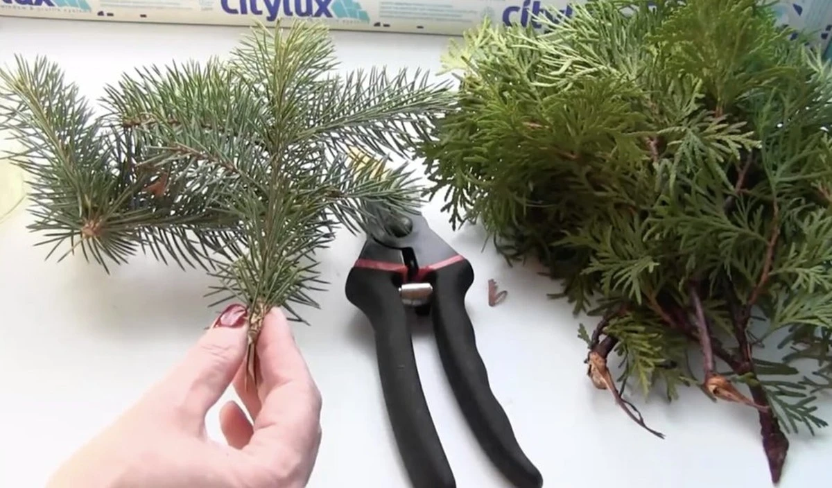 Un corte de rama transforma tu patio: el truco secreto para cultivar abetos gratis