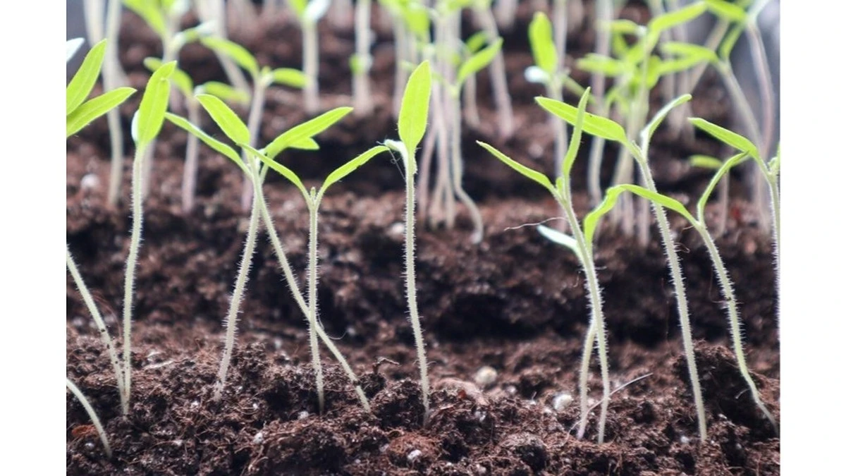 2 errores comunes al cuidar plantones que frenan su crecimiento y los dañan