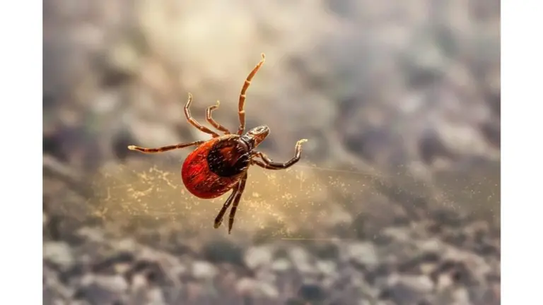 3 cambios en mi patio eliminaron las garrapatas en dos semanas