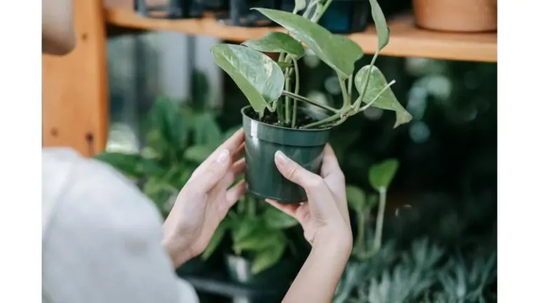 5 pasos sencillos para revivir tus plantas de interior marchitas