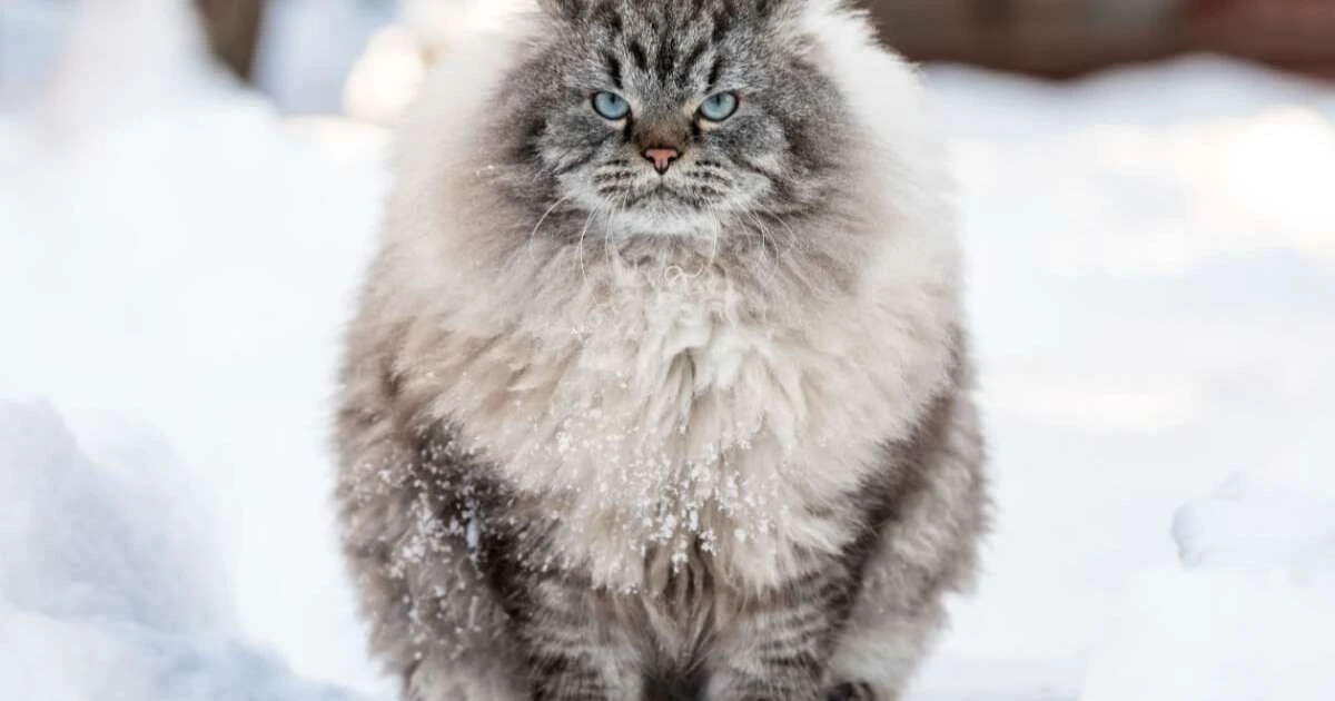 5 razas de gatos rusos que te robarán el corazón