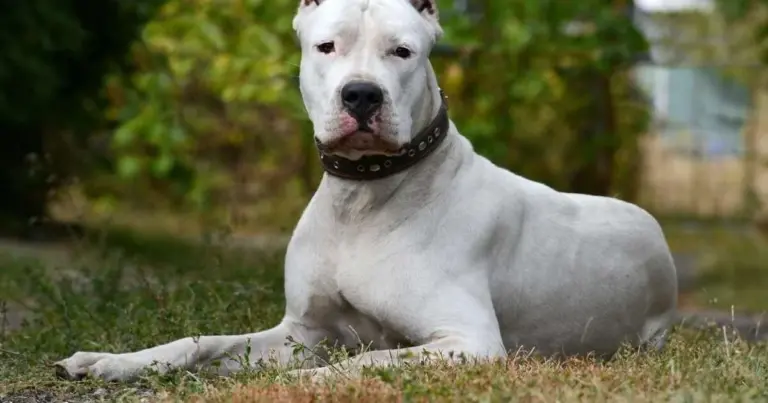 6 razas de perros grandes y blancos que roban miradas