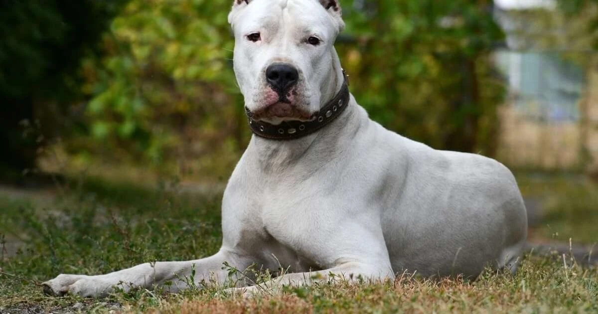 6 razas de perros grandes y blancos que roban miradas