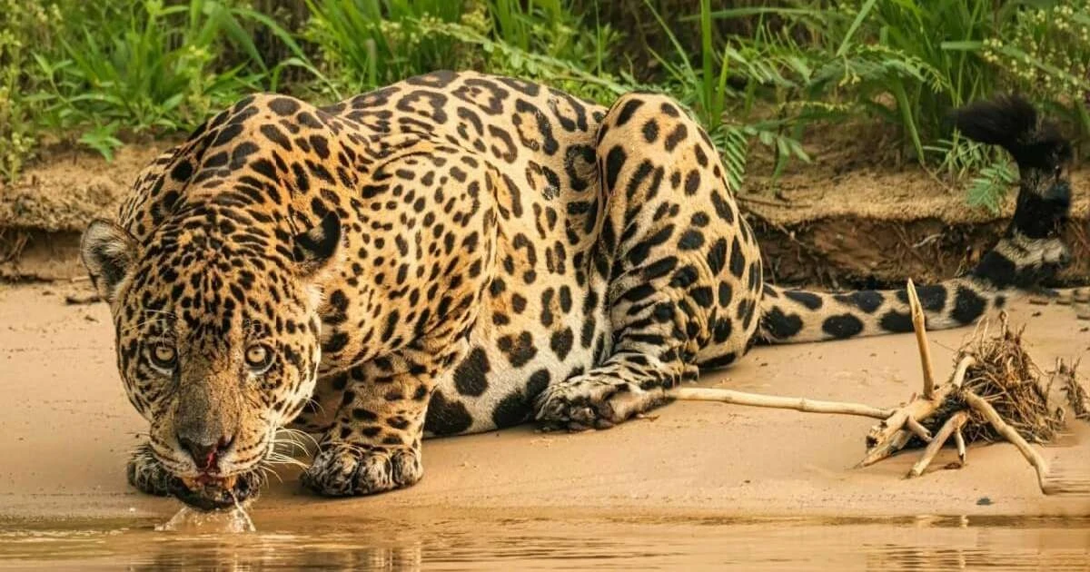 7 diferencias clave entre el leopardo y la onza-pintada que quizás no conocías