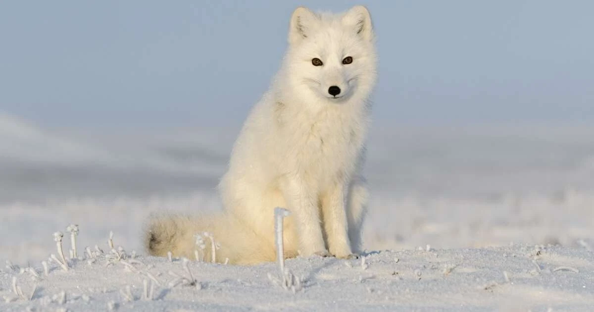 7 secretos de la raposa-do-ártico para sobrevivir al frío extremo