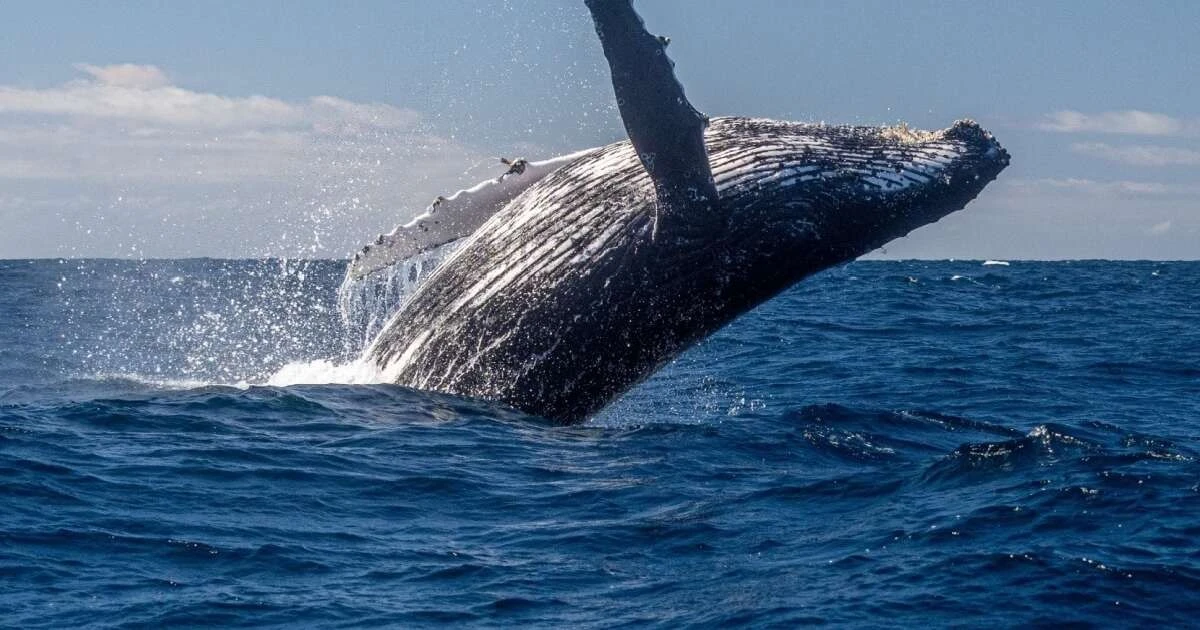 7 secretos de las ballenas jorobadas que te dejarán sin aliento