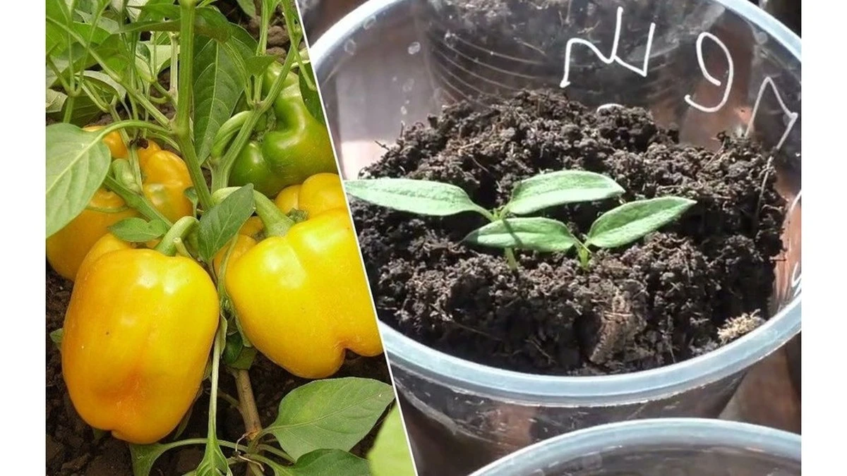 Acelera la germinación de tus pimientos: un simple paso previo a la siembra que te sorprenderá