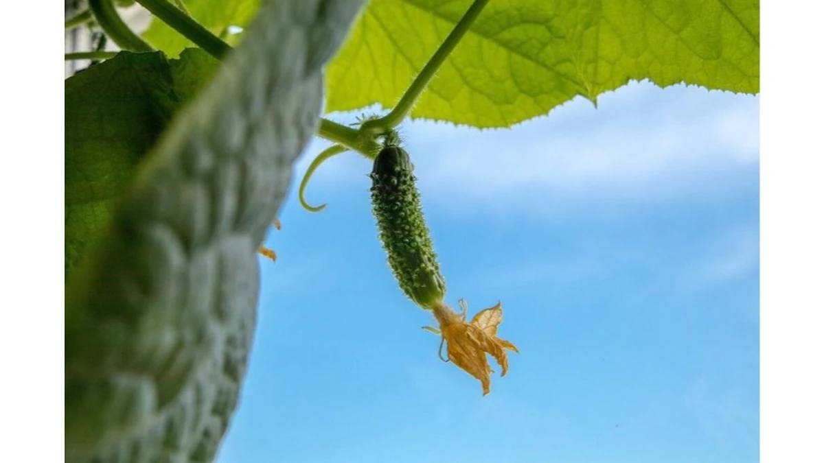 Adiós a 5 bolsas de fertilizante: usa este "oro blanco" para pepinos jugosos y sin enfermedades