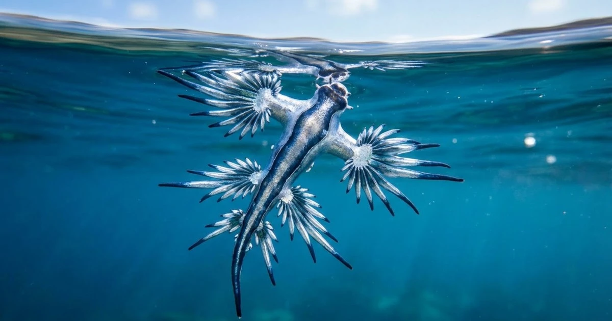 Anjo-do-mar com artilharia vermelha: o molusco perigoso que flutua e usa armas roubadas