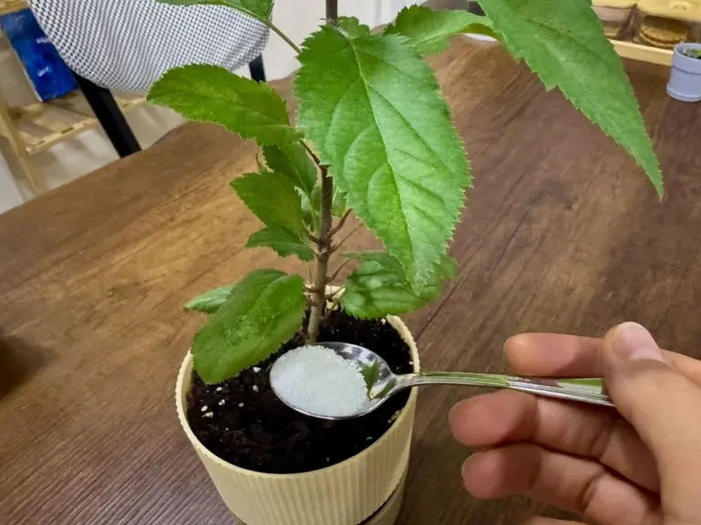 Azúcar para plantas: el mito que debilita tus cultivos y los deja vulnerables