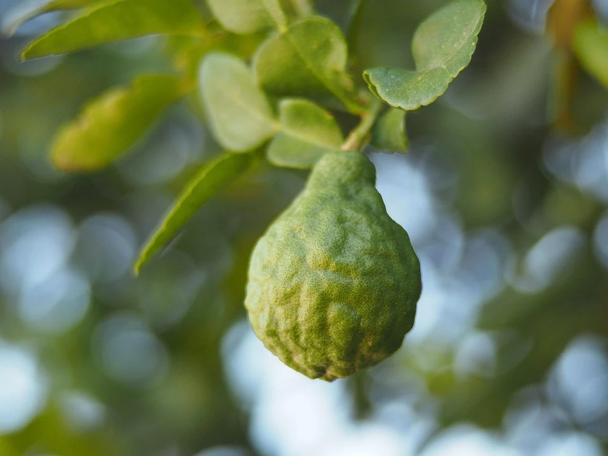 Bergamota: El aliado insospechado para combatir el hígado graso
