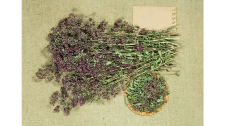 Cómo el té de orégano puede transformar tu salud (y por qué no lo sabías)