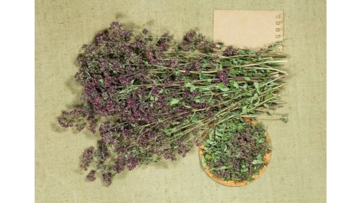 Cómo el té de orégano puede transformar tu salud (y por qué no lo sabías)