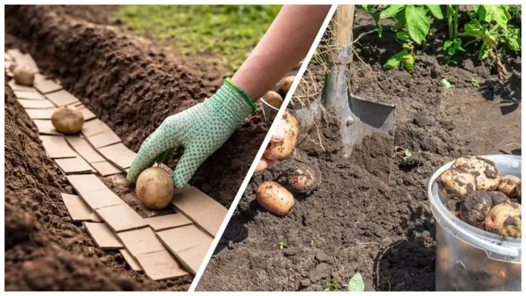 Cómo las cajas de zapatos transforman tu huerto: tierra esponjosa y cosecha abundante