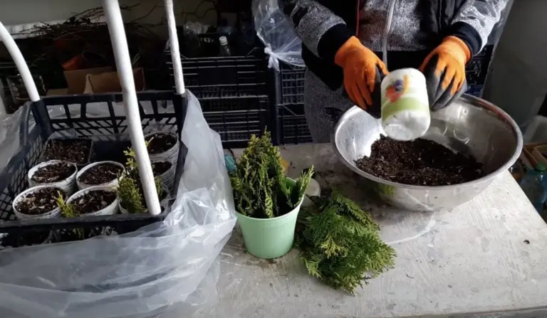 Convierta una ramita de tuya en un árbol maduro: cultive 7 "gigantes" gratis y comparta mi experiencia