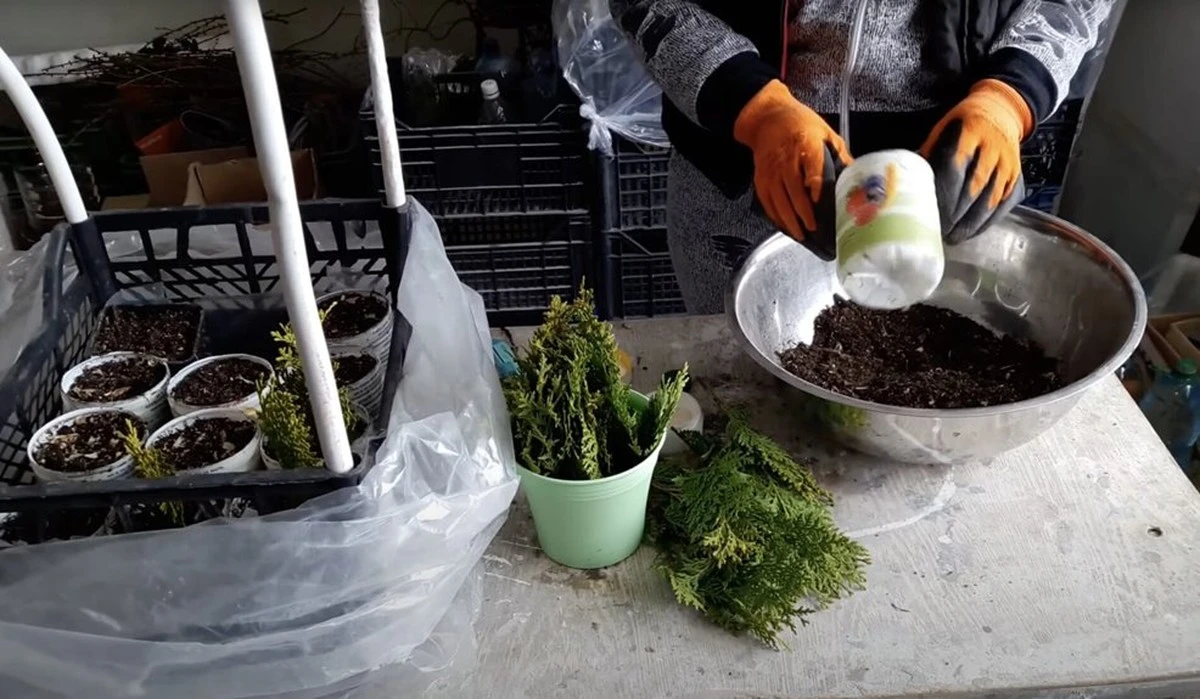 Convierta una ramita de tuya en un árbol maduro: cultive 7 "gigantes" gratis y comparta mi experiencia