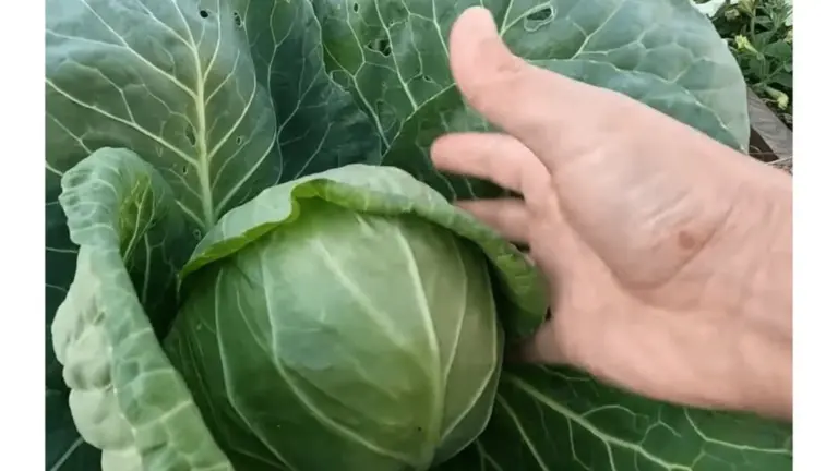 Cosecha de coles estable: 3 híbridos que garantizan un rendimiento del 90% sin esfuerzo