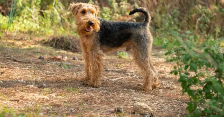 Curiosidad Infinita: El Terrier Galés que Te Sorprenderá con su Espíritu Aventurero