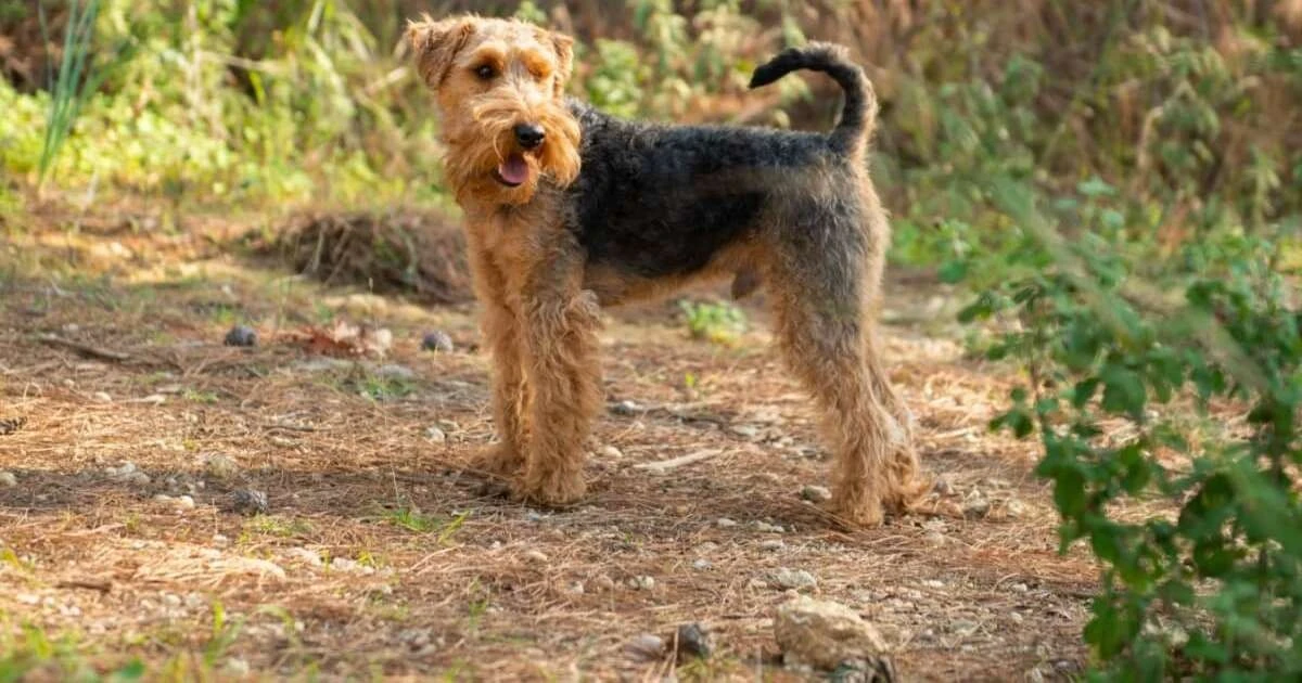 Curiosidad Infinita: El Terrier Galés que Te Sorprenderá con su Espíritu Aventurero