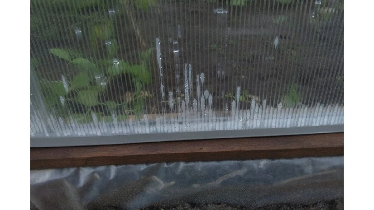 Deja de hacer esto por la mañana en tu huerto y tus tomates florecerán