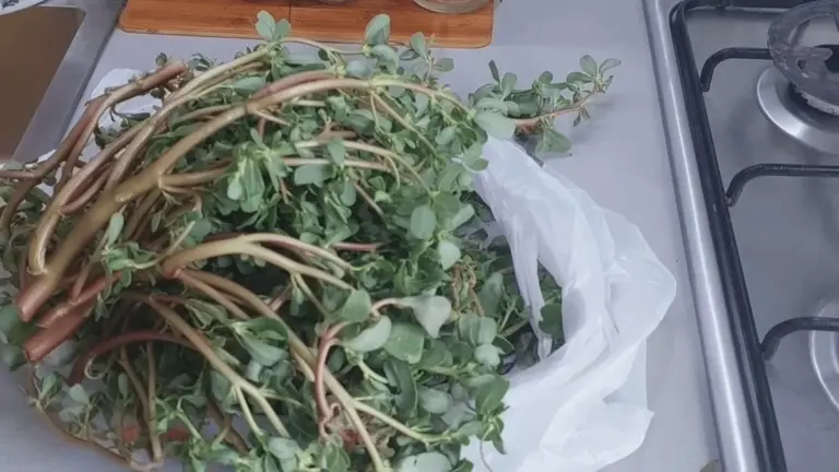 Descubrí la "mala hierba" que rejuvenece tu piel y da brillo a tu cabello en una semana