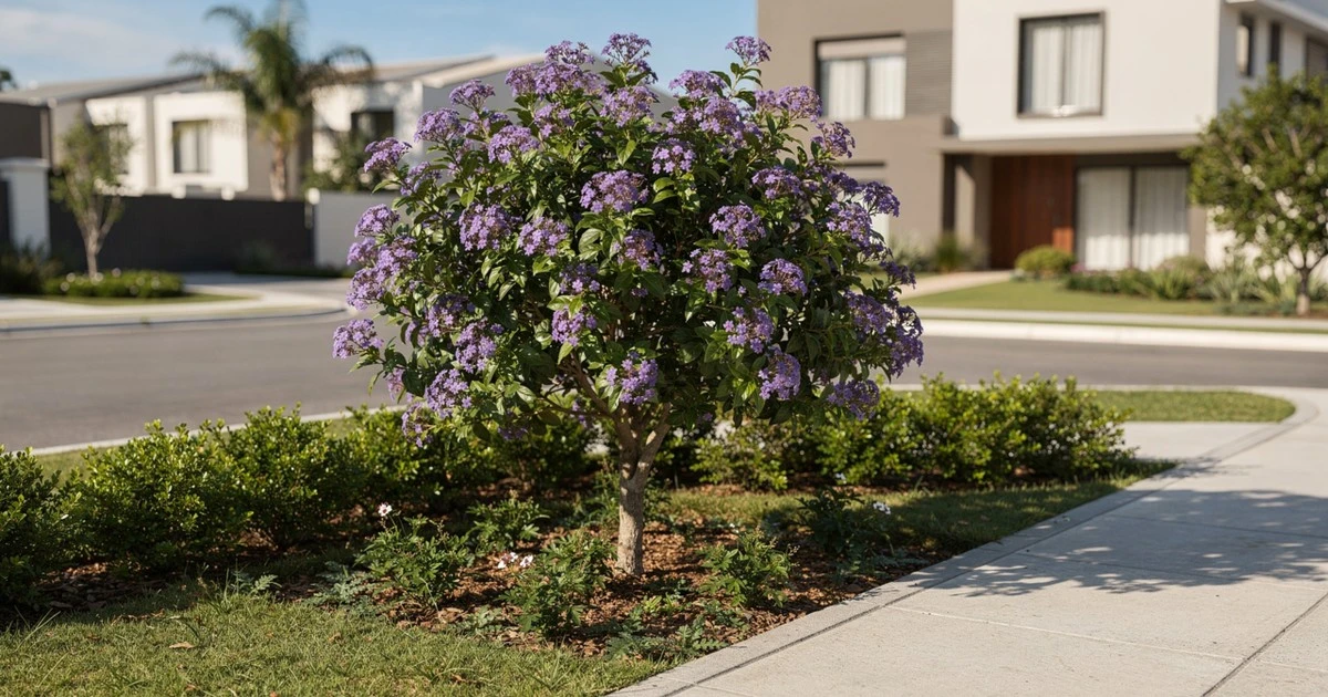 El árbol que conquista condominios: flores vibrantes, seca y raíz noble